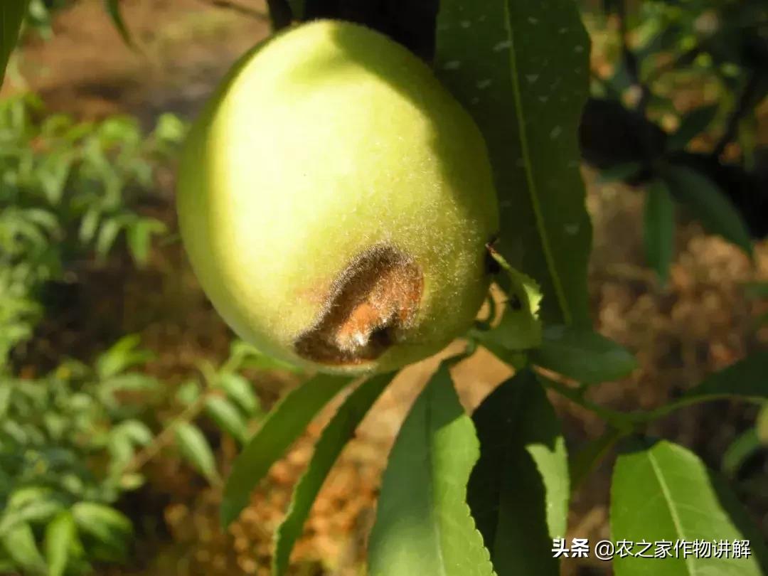 农药稀释详细讲解,如何看懂农药稀释倍数