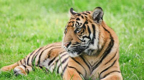 老虎对战斑点巨蜥,最大的蜥蜴和最大的鳄鱼战斗视频