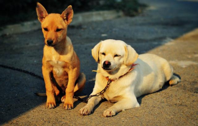 宠物绝育真的假的,想要让猫咪繁育是不是应该不绝育