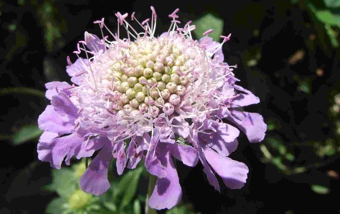 50种鲜切花花语，每个花艺师都要知道