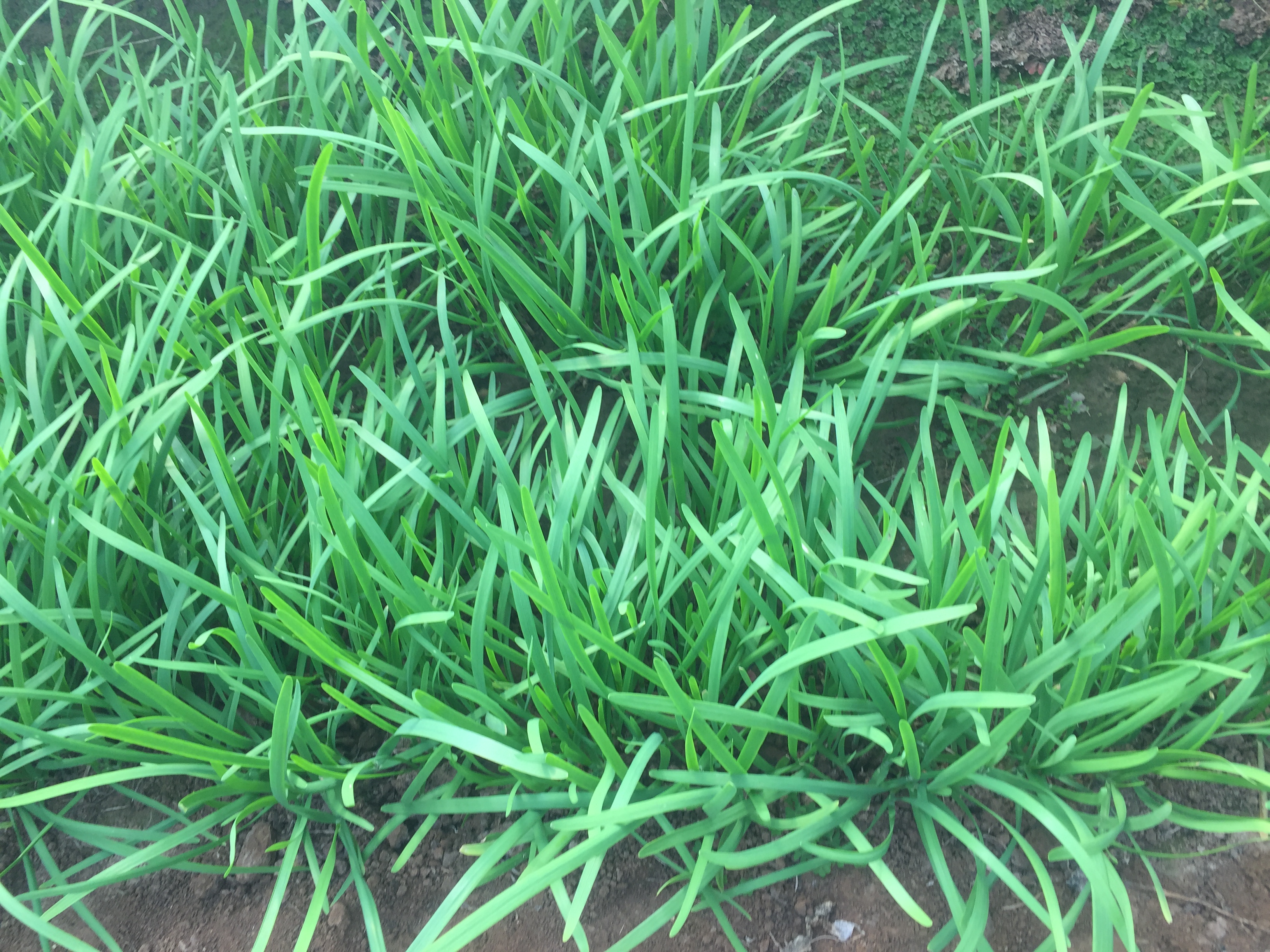 韭菜如何播种发芽,韭菜怎么播种出得快