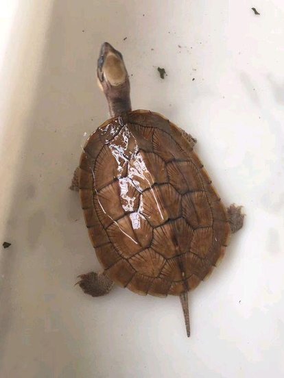 被过分*制抵**的爬宠，能不能存在于阳光之下？