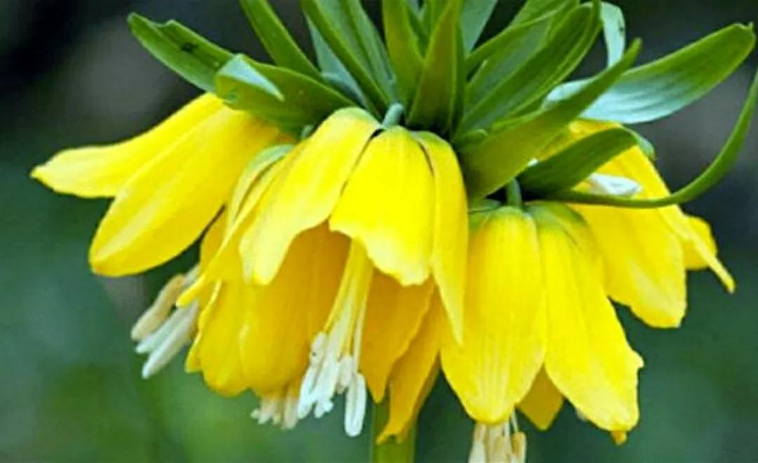 奇葩造型花:头上长草,心中有鬼,白月光。白天不开你非要晚上开