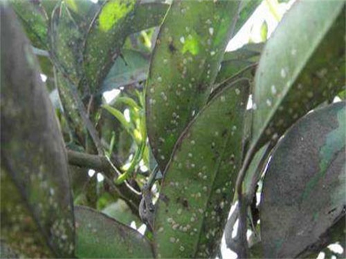 柑桔煤烟病是真菌感染引起的病害，果农要做好基础及化学防治措施