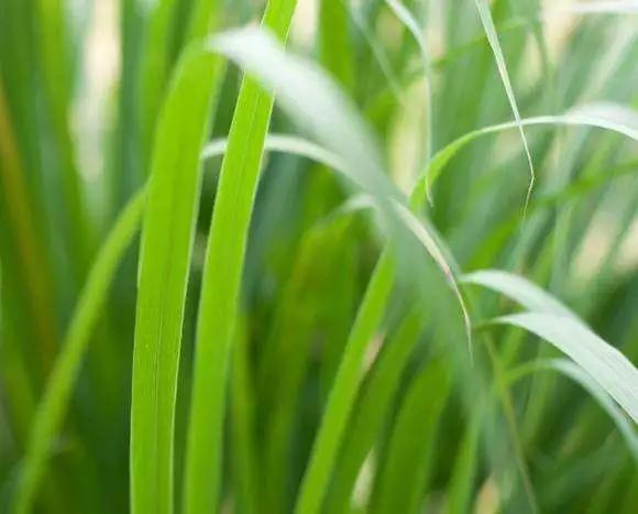 玫瑰草,一种沾了玫瑰的光,却跟玫瑰没有一毛钱关系的植物