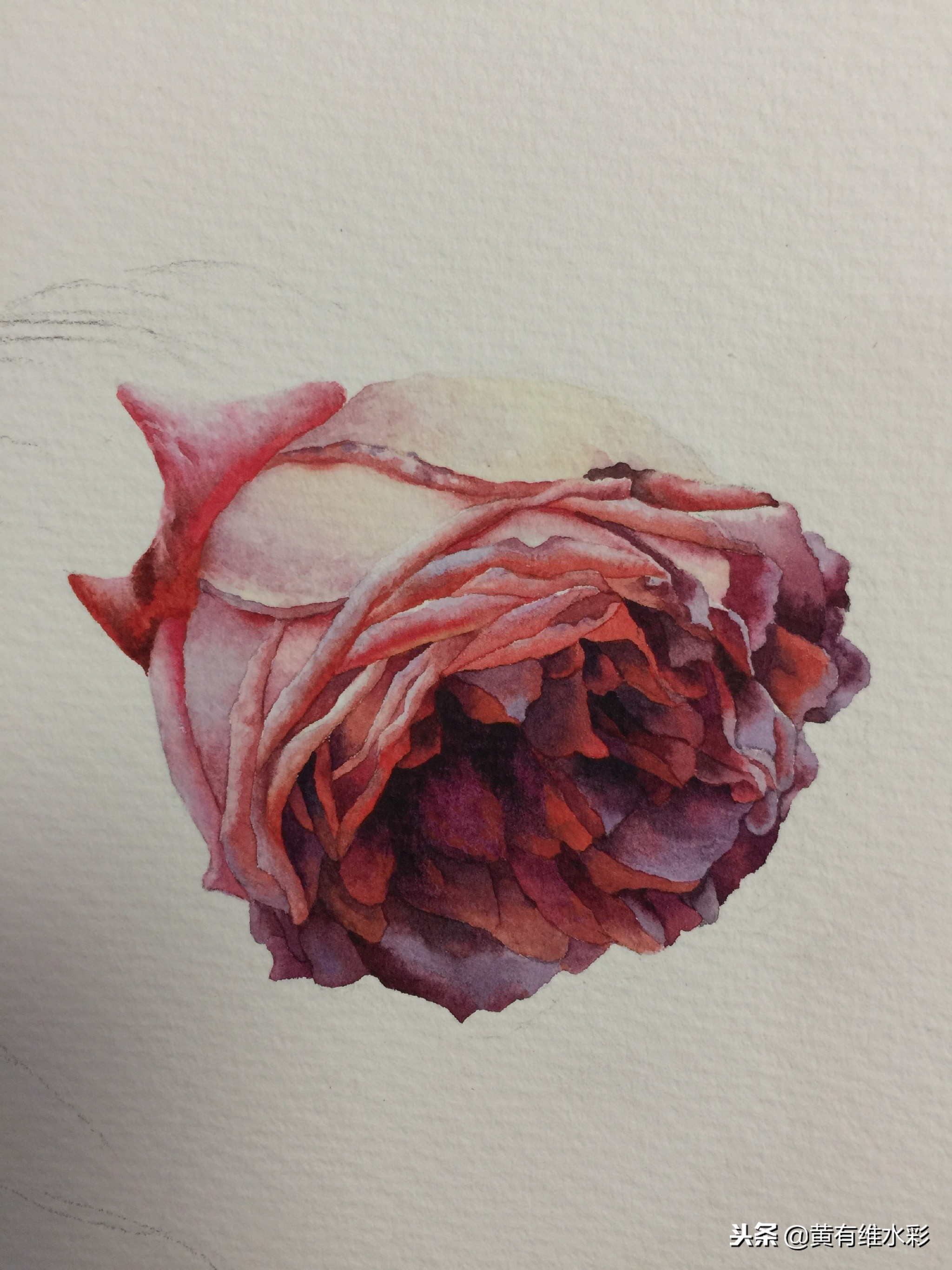 水彩绘画教程简单玫瑰,水彩步骤图花卉
