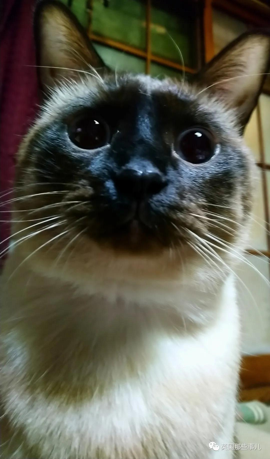 养暹罗等于养好几种猫,重庆暹罗猫变黑了还能白回来吗