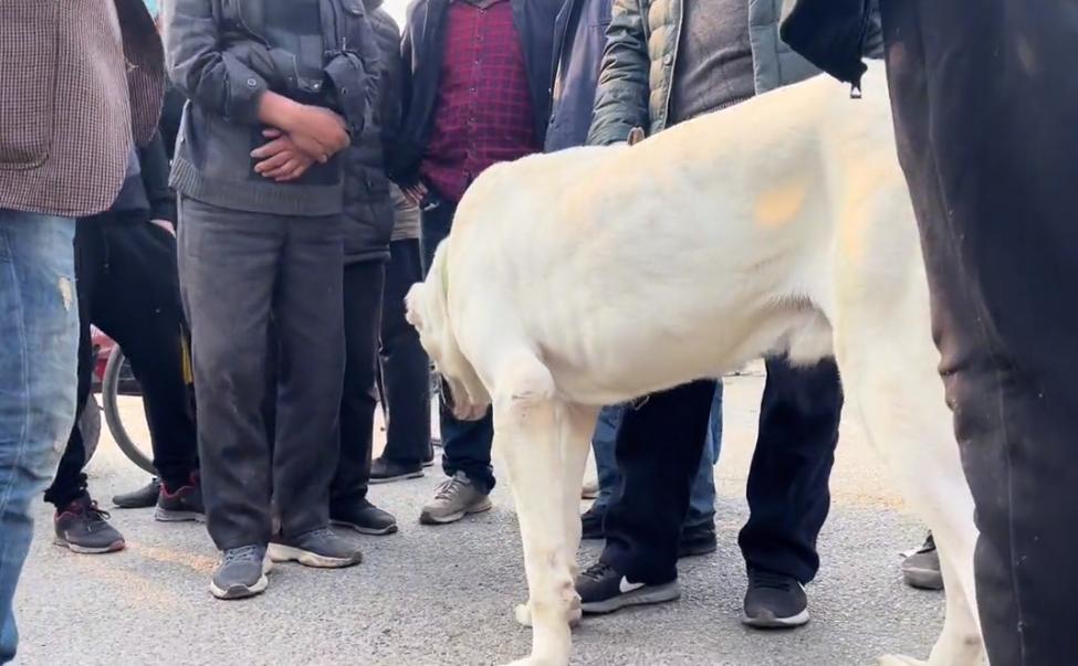 鐙楀競200澶氭枻鐨勪腑浜氱墽缇婄姮瑙嗛,200澶氭枻鐨勪腑浜氱墽缇婄姮鏉ュ埌鐙楀競