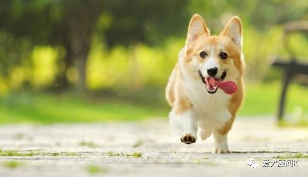 狗狗太胆小甚至怕主人,打了狗狗一次狗狗怕主人怎么办