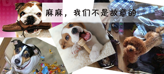 狗狗磨牙棒怎么做教程,狗狗磨牙棒的正确使用方法