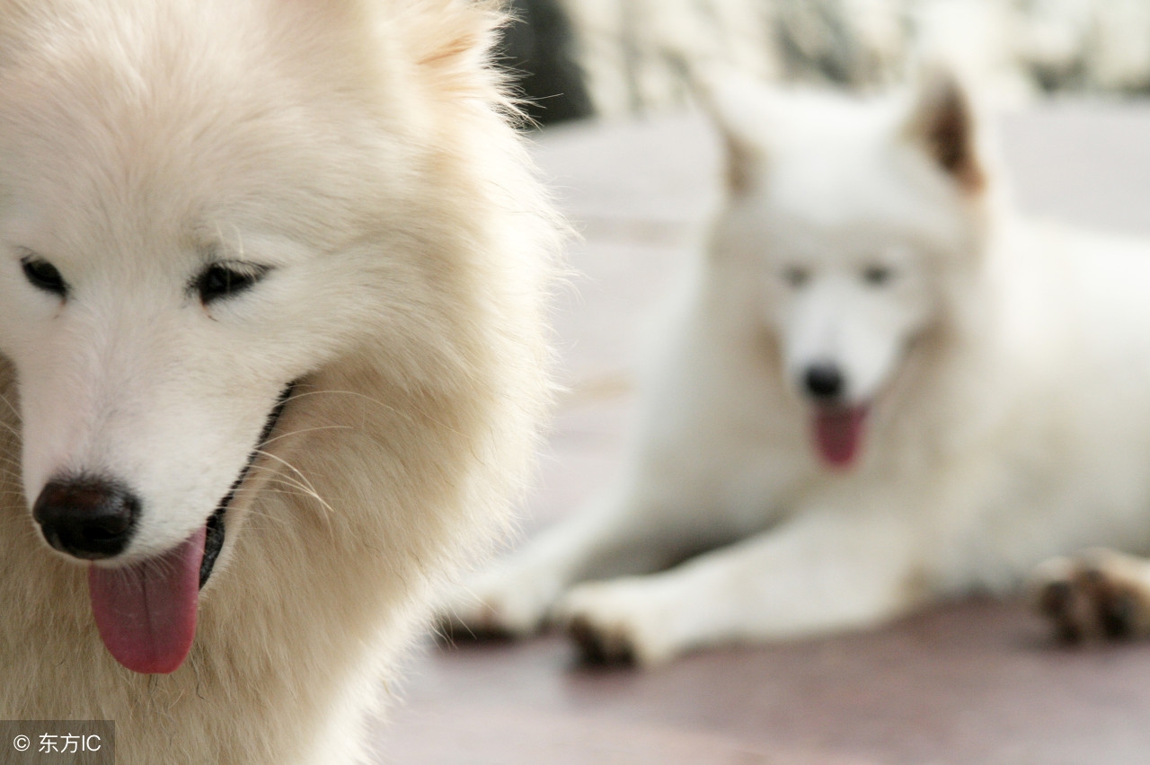 如何判断萨摩耶是不是串串,怎么分辨萨摩耶和博美幼犬