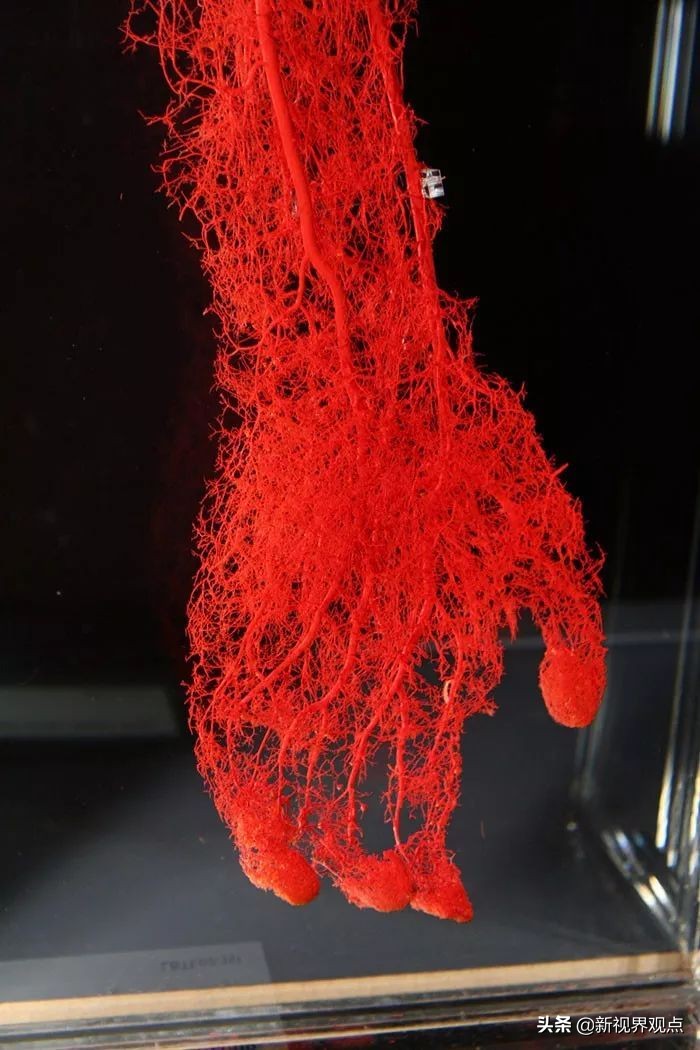 这组很少见的图片，看完知识储备量又增加了