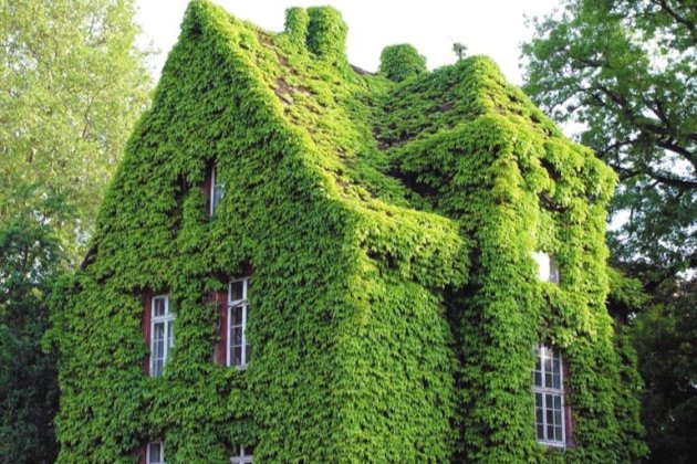 爬山虎这样养,不出两年爬满房子!