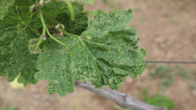 葡萄春季病虫害有哪些,葡萄常见病害和杀菌剂哪个好