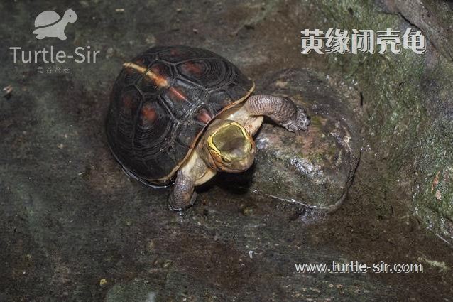 黄缘龟和黄缘闭壳龟有什么区别,原种黄缘龟和下山黄缘区别