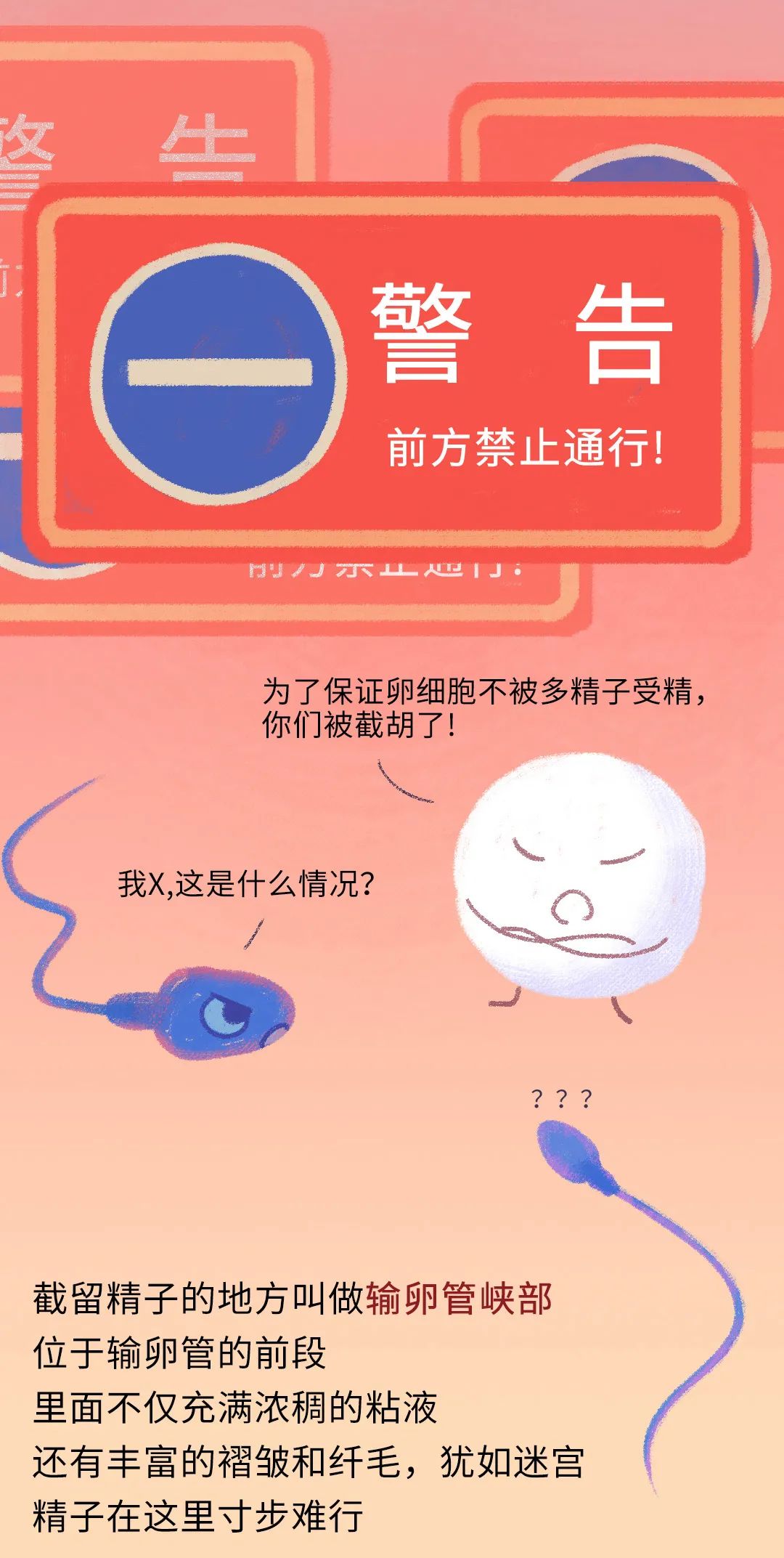 精子进入人体24小时变化,精子在人体24个小时都经历了什么