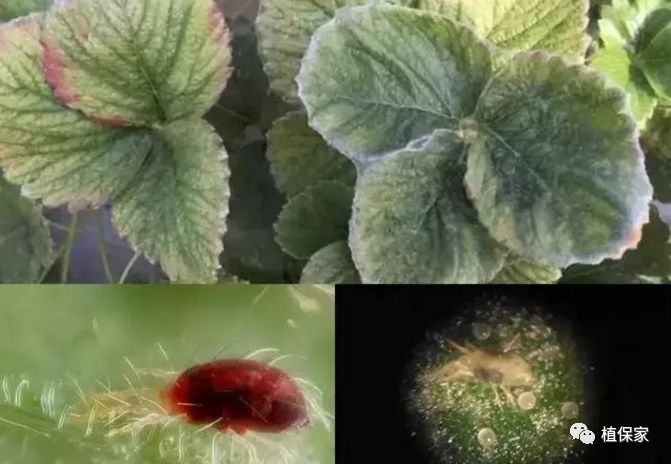草莓常见病虫害图谱,草莓病虫害图片大全集