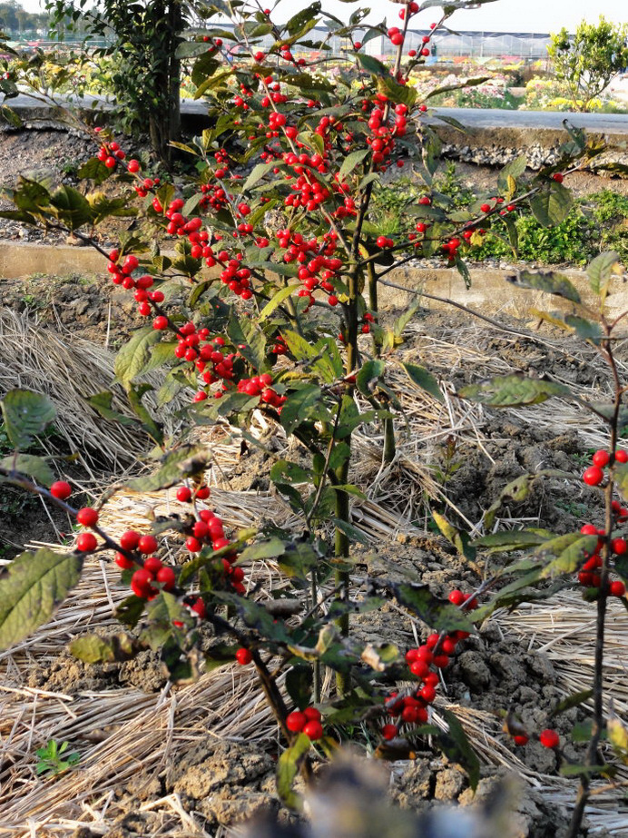 百种果子简介,百种果实图片
