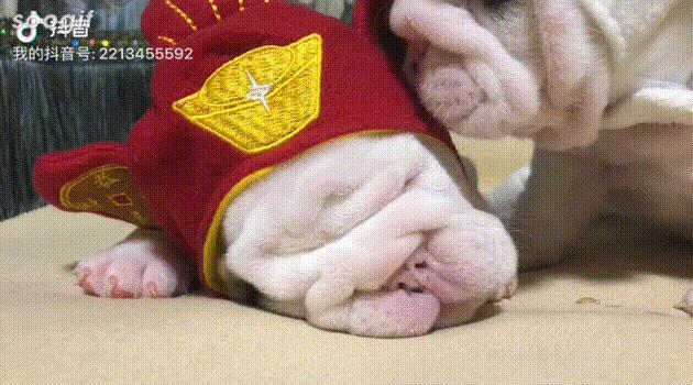 英牛怀孕成功率,英牛孕期多少天