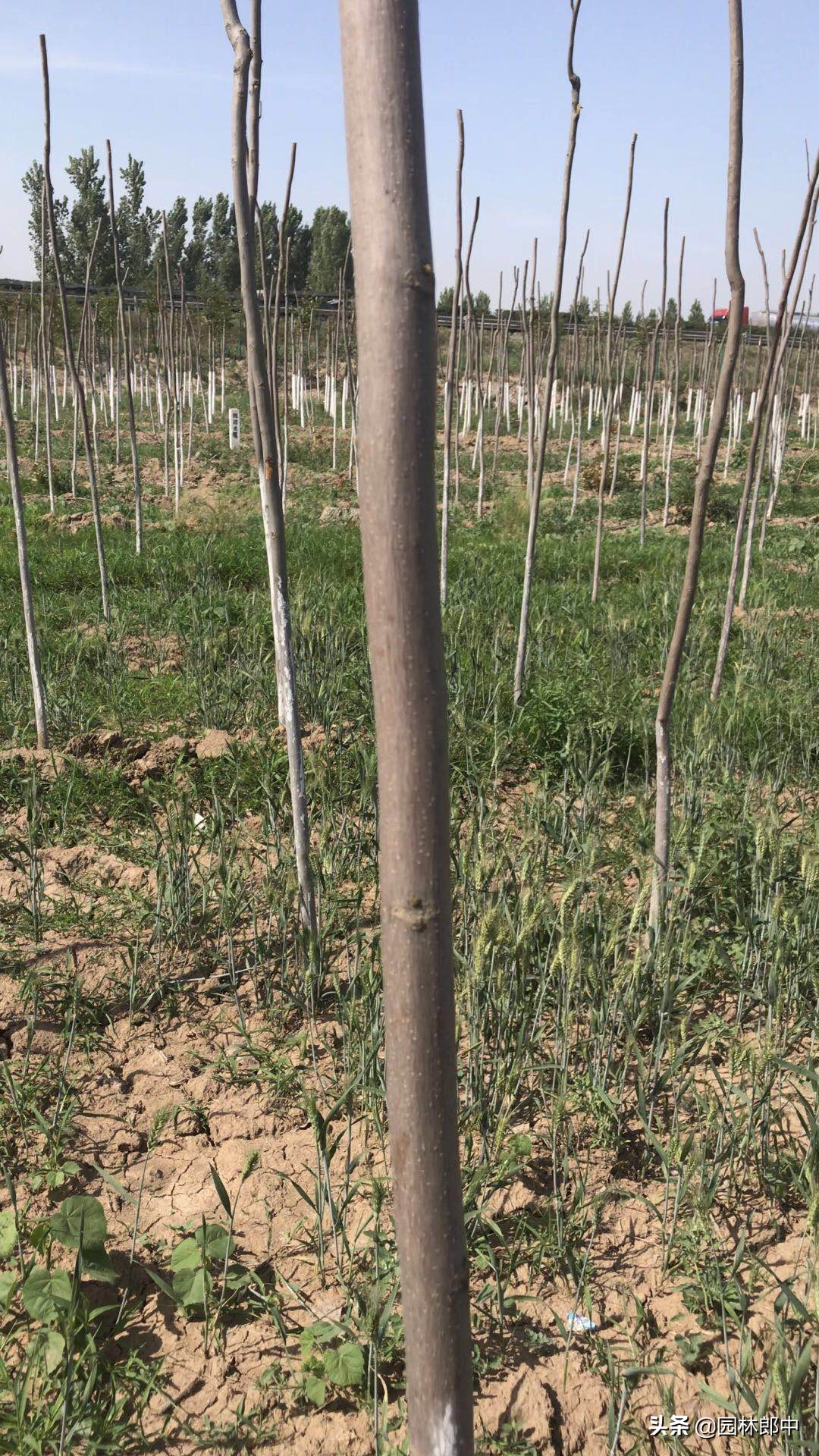 栾树冬季成活率,新栽的栾树几月份发芽