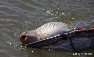 野钓为什么没有口,野钓为何没口而且顶漂