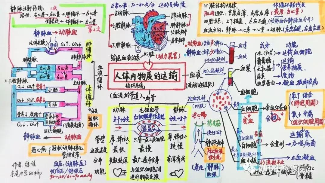 初中生物七年级下册知识点讲解,初一下册生物重点复习初中生学习