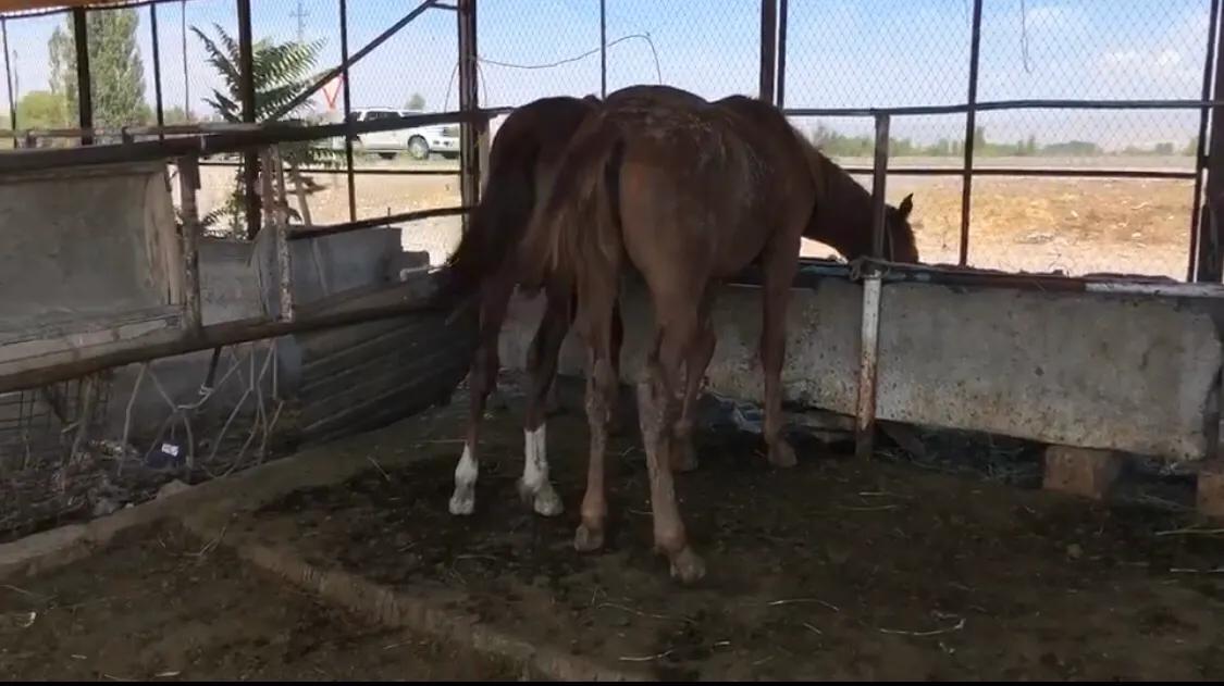 少年骑马去越野,自驾15天横穿小国家,硬核车手爸爸还输了