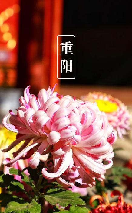 有关重阳节的诗句15篇,10首关于重阳节的诗词欣赏