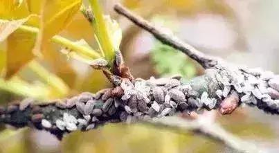 果树蚧壳虫防治技巧,果树顽固蚧壳虫