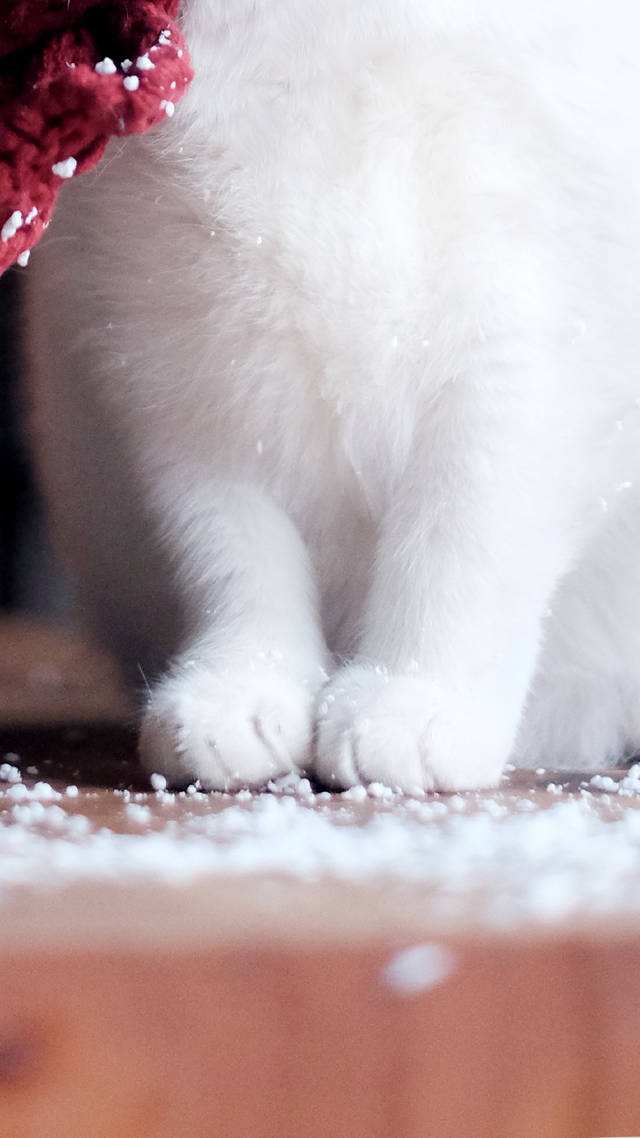 猫爪为什么那么有力,猫爪那么锋利猫舔手不会受伤吗