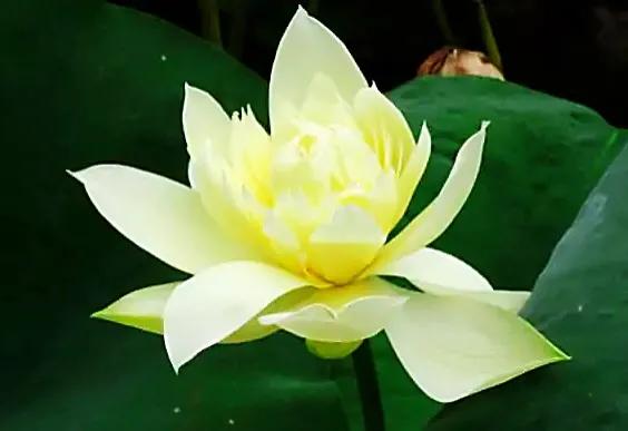 荷花品种大全及名称图片,荷花品种及名称大全图片