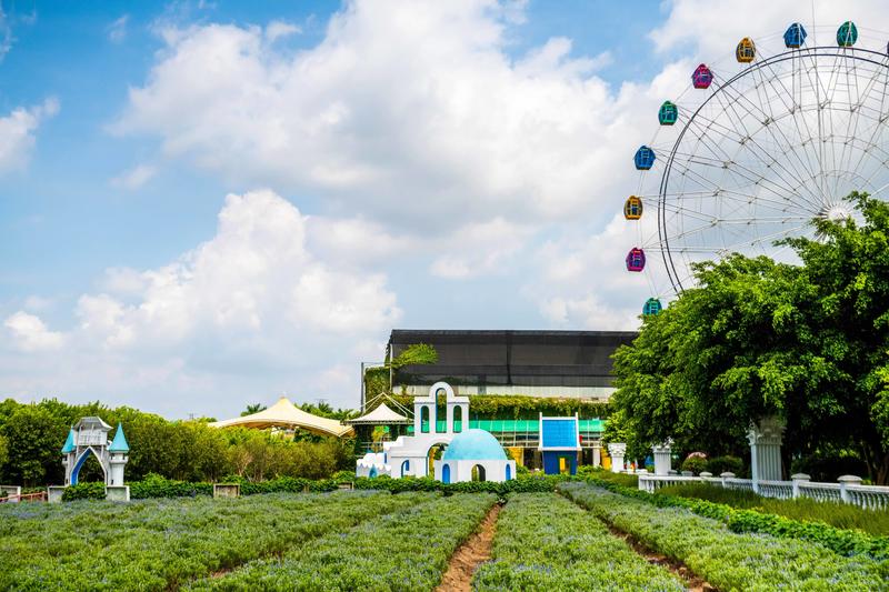 你知道广州有个百万葵园吗?四季都繁花似锦,景色让人流连忘返