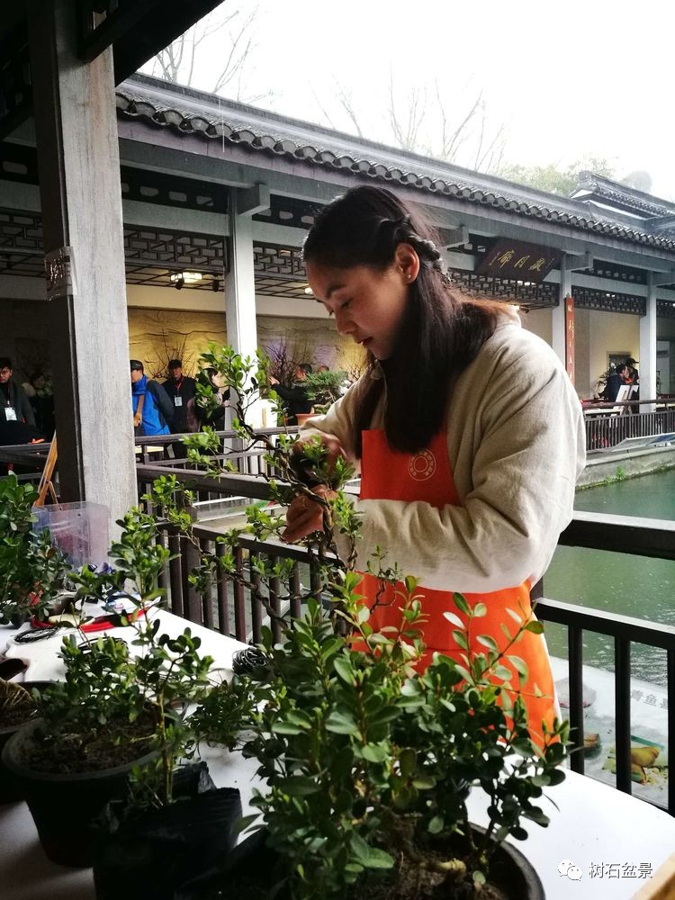 杨派盆景传承人,杨派盆景非遗传承人