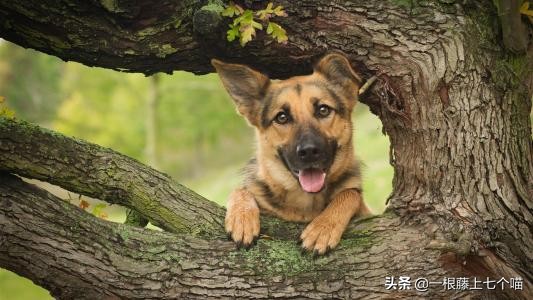 狗狗欺负汪星人的表现,狗狗总是凶主人对主人叫