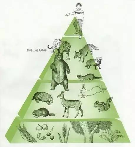 海洋顶级猎食者为什么濒临灭亡,海洋中的顶级掠食者