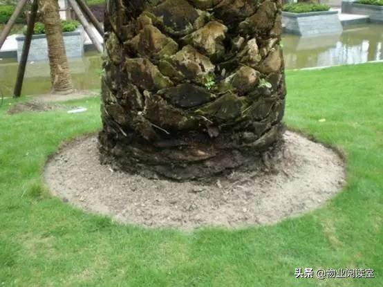 小区绿化日常养护工作内容,小区绿化养护多少钱一个平方