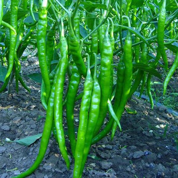 露天辣椒怎样整枝打叉才能高产,露天辣椒种植的方法与技术