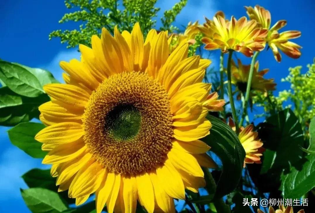 柳州哪里有免费花海,柳州花海紫荆花真实视频