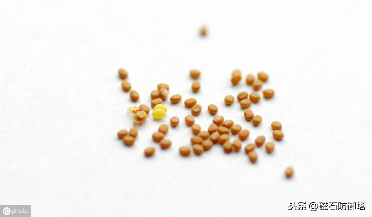 神奇的蚕宝宝的起源,神奇动物之布利多之谜