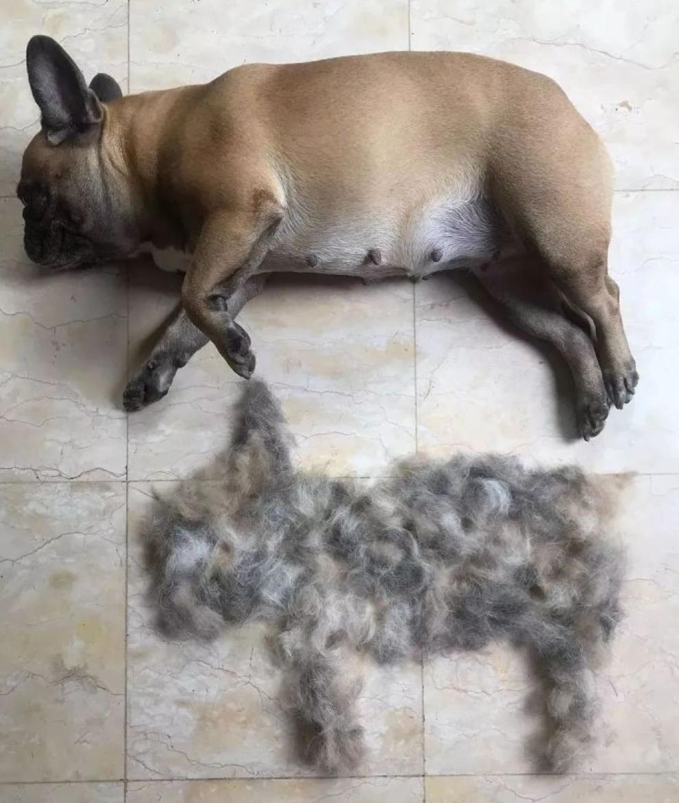 怎么解决狗子狗毛问题,狗飞毛怎么办