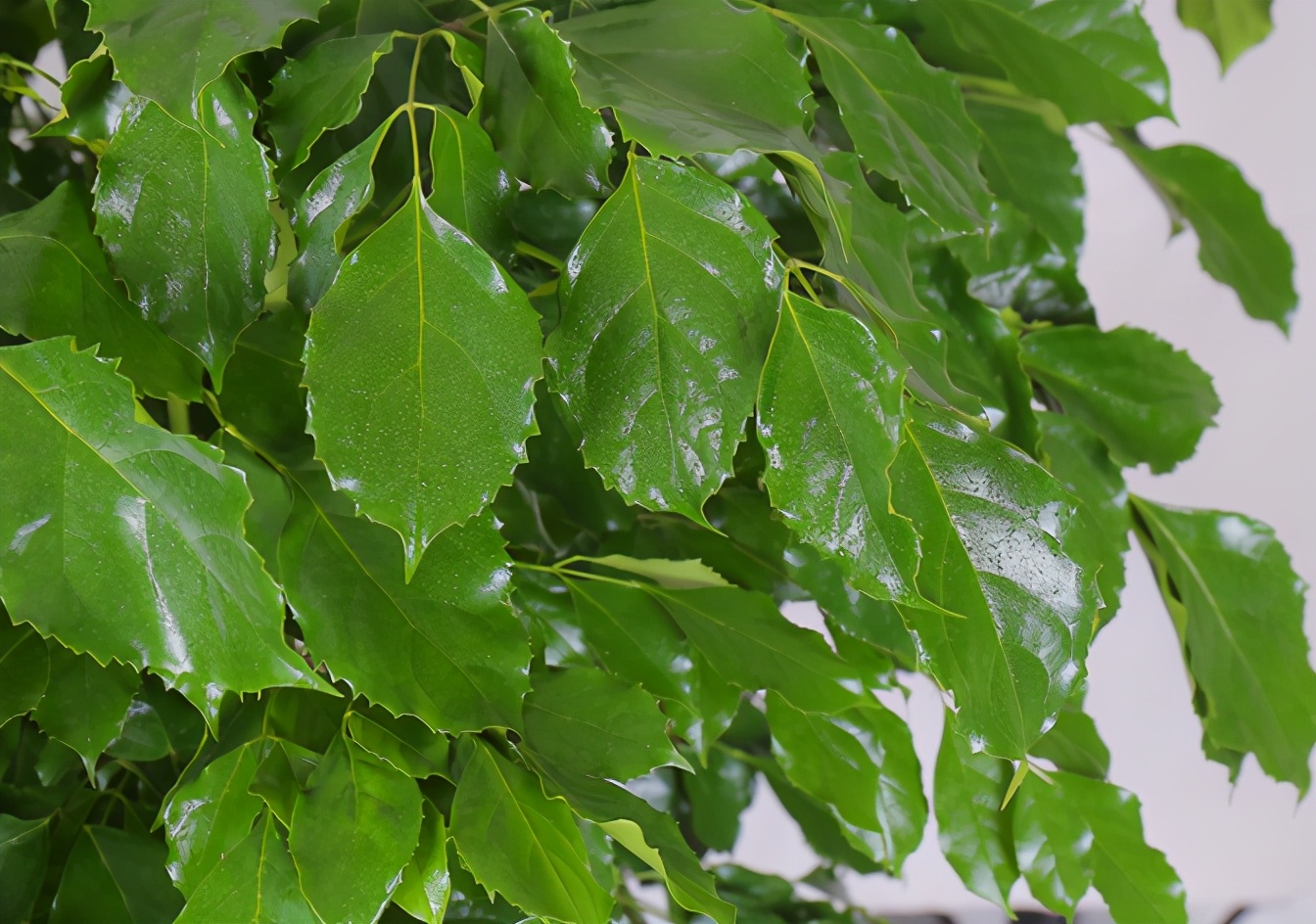 幸福树多久从小苗养成老桩,幸福树怎么从幼苗养到大