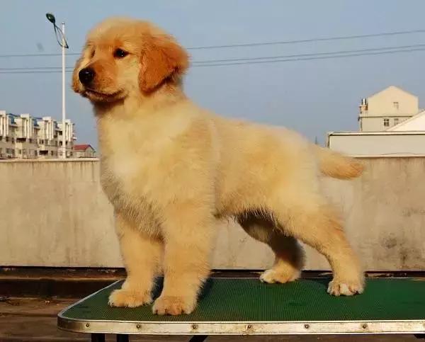 新手养狗的2大注意事项,新手养狗技巧和注意事项