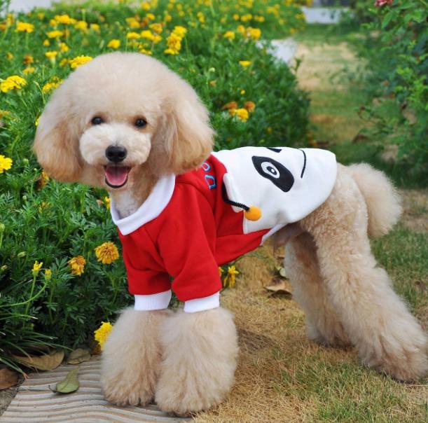 排名前十好养性格温和的狗狗,建议新手养的10种宠物狗