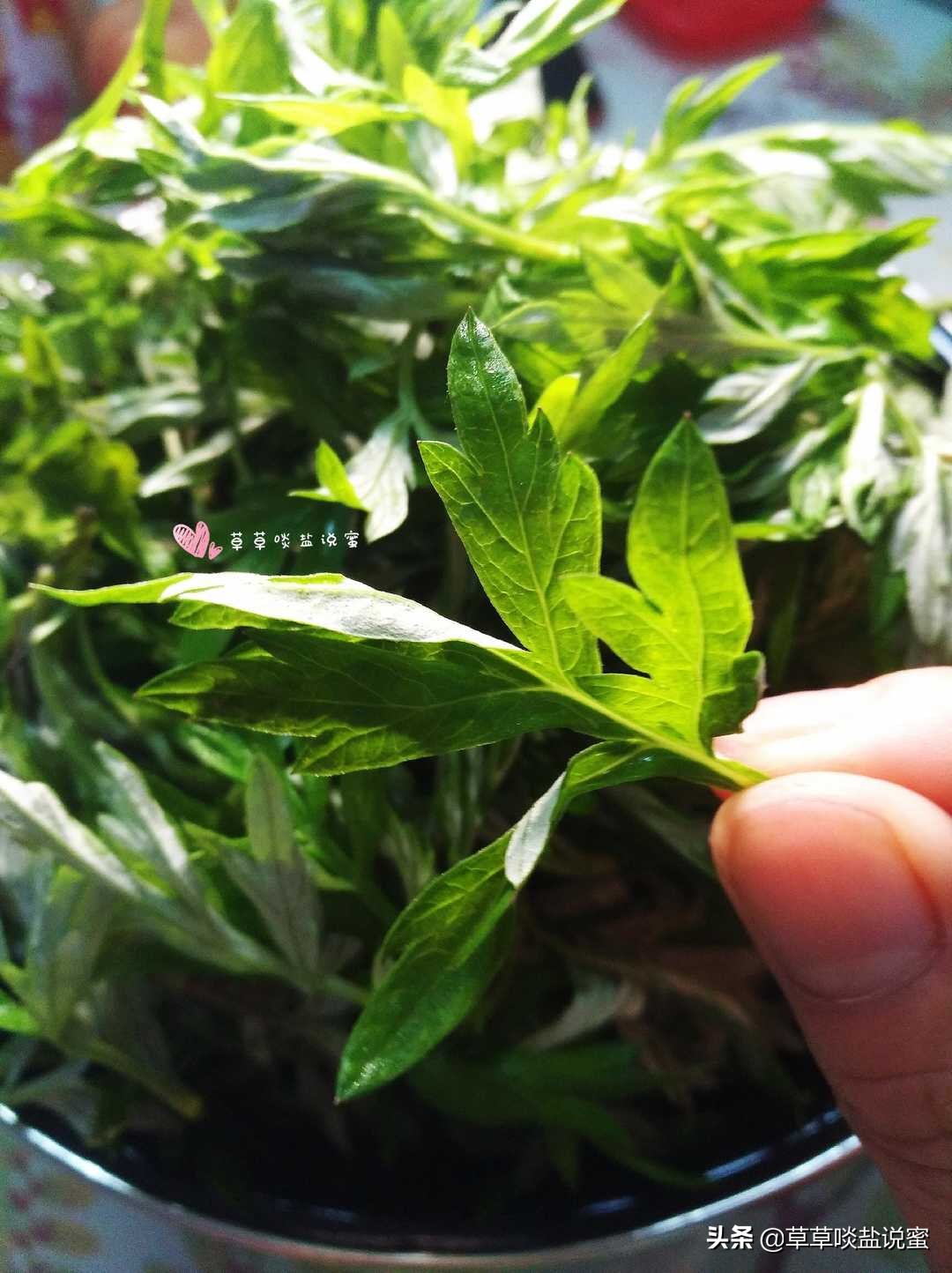 野外的艾草怎样处理才能有药效,新鲜艾草怎么保存