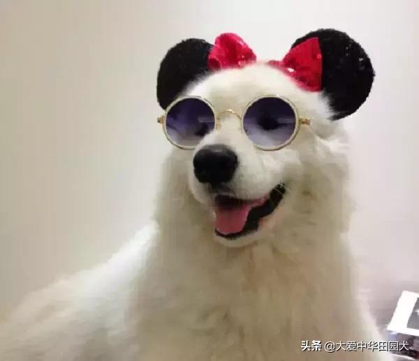 哪种狗既能看家护院又不乱咬人,什么狗不挑食会守家对主人忠诚