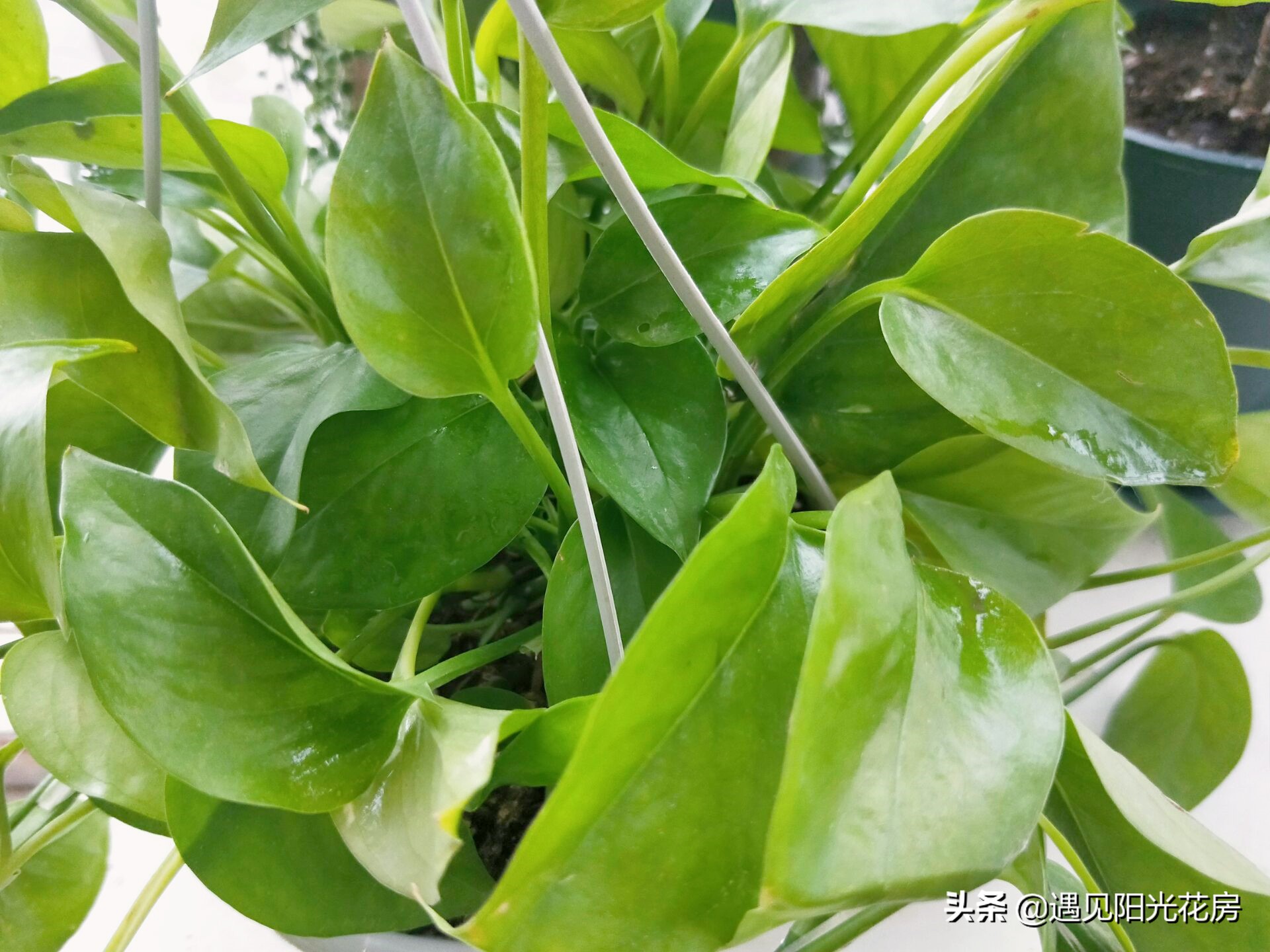 绿萝竟然会爬墙,绿萝为什么也会出锦