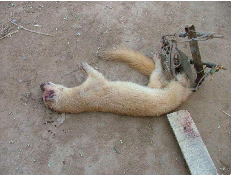 农村遇到了黄鼠狼怎么办,农村怎么对付黄鼠狼