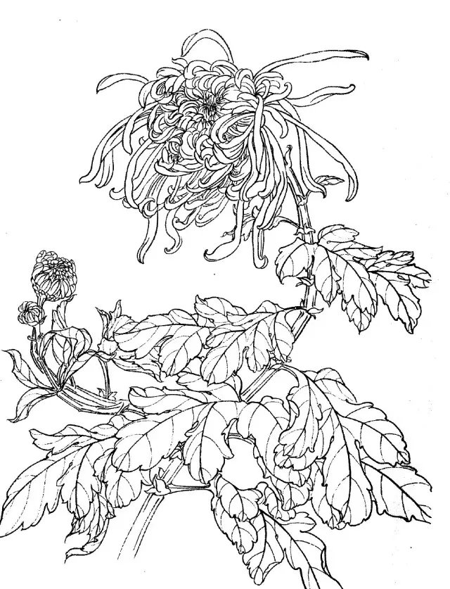 如何画菊花小写意步骤,菊花各种姿态写意画法