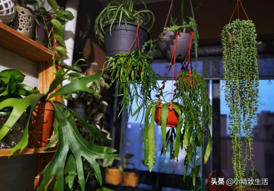 适合阳台养的10种多肉,多肉植物悬挂盆栽