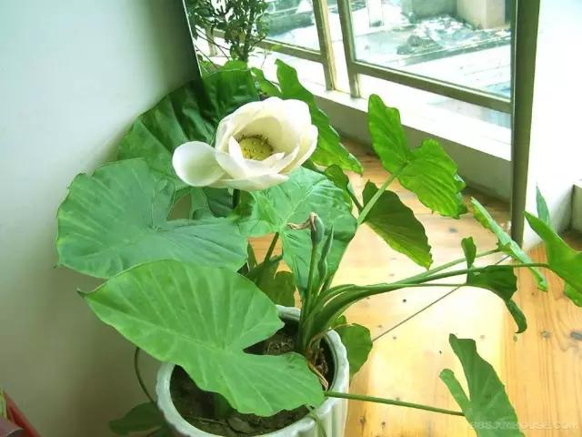 这些真假难辨的生活小常识，你被忽悠了几条？